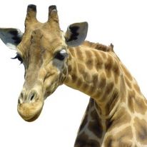 Muursticker giraf sterk uitvergroot